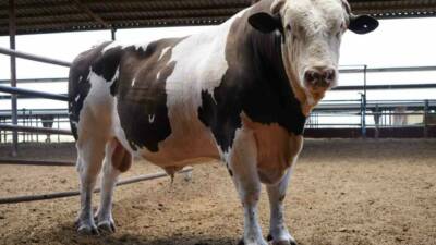 Gaziantep’te Kurban Bayramı öncesi 550 bin TL değerindeki 1 ton