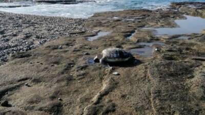 Antalya’nın Gazipaşa ilçesinde, koruma altındaki bir caretta caretta başı kesilmiş