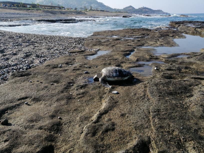 Antalya’nın Gazipaşa ilçesinde, koruma altındaki bir caretta caretta başı kesilmiş