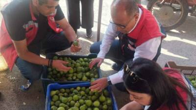 İncir ağaçlarını sineklendirmek ve kaliteli incir elde etmek için kullanılan