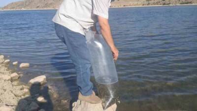 Afyonkarahisar’ın Şuhut ilçesindeki baraj ve göletlere 85 bin yavru sazan