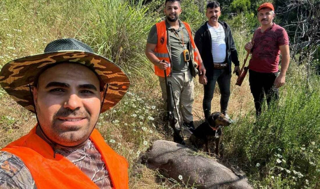 Artan domuz popülasyonu ve tarım arazilerine verilen zarar nedeniyle Gündoğmuş
