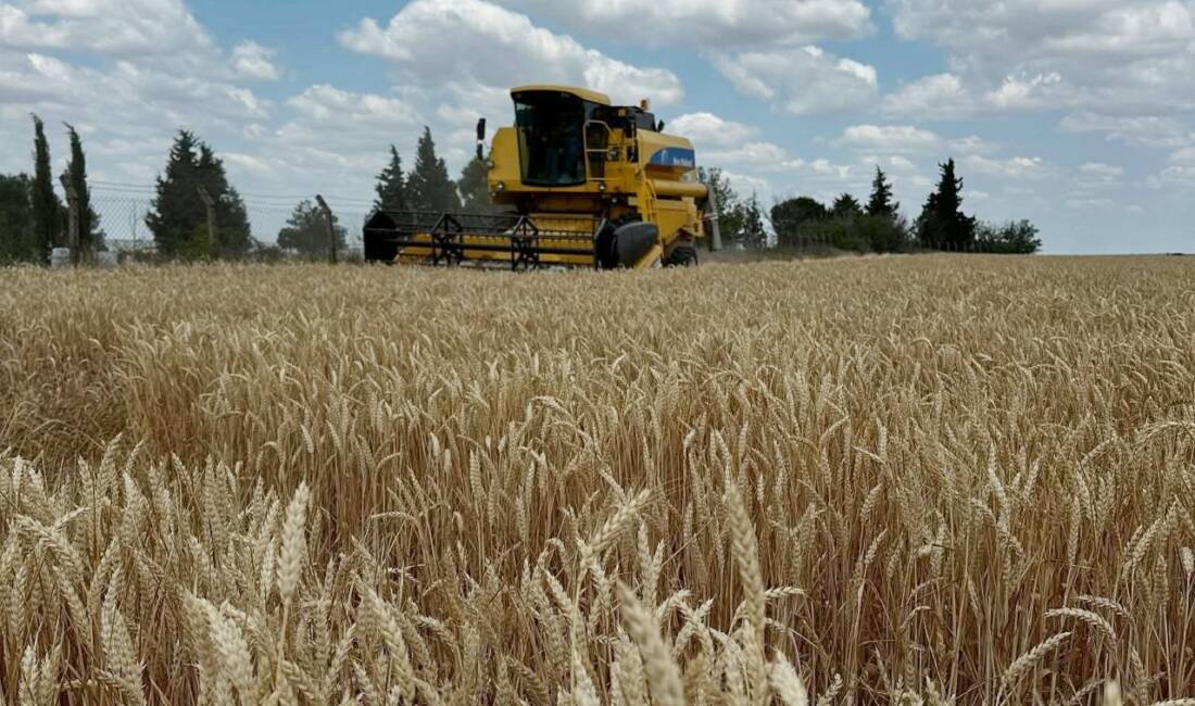 Tekirdağ’ın Hayrabolu ilçesinde buğday hasadı başladı. İlçede bu yıl 354