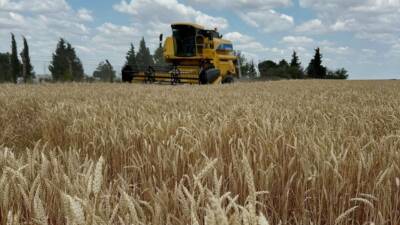 Tekirdağ’ın Hayrabolu ilçesinde buğday hasadı başladı. İlçede bu yıl 354