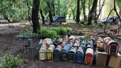 Köyceğiz’de hayvanları koruma derneği başkanı Ü.B., bahisli horoz dövüşü yaptırırken