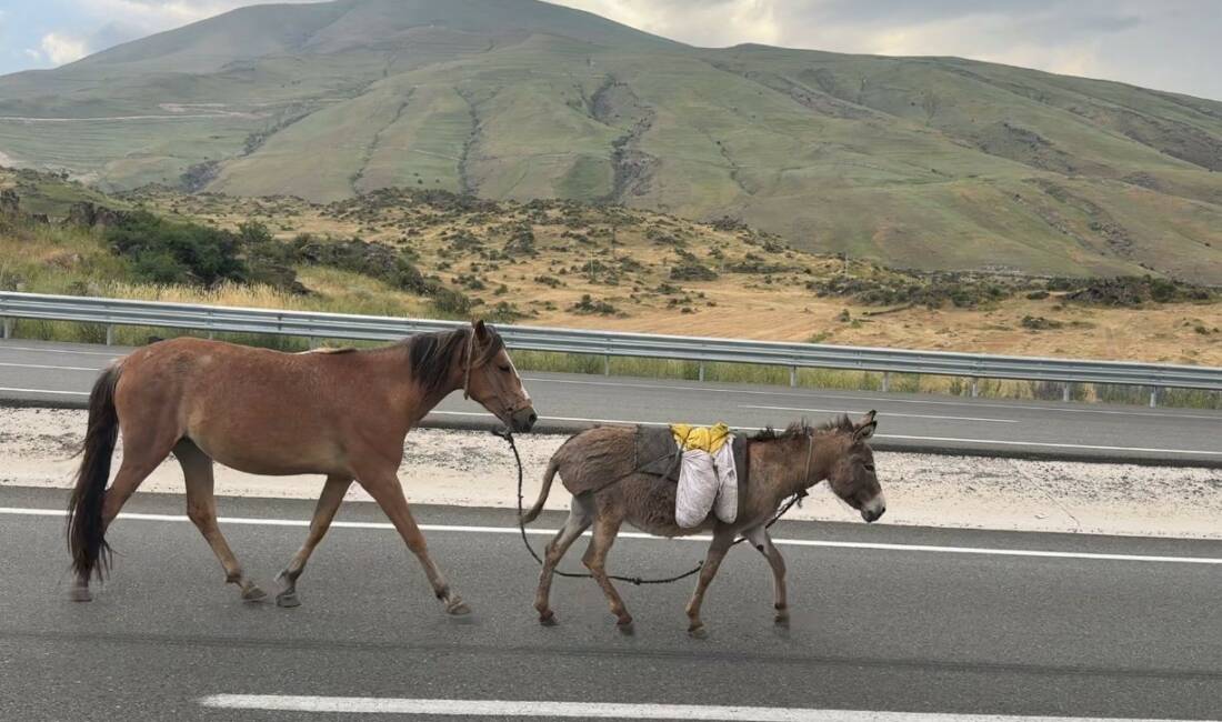 Iğdır-Doğubayazıt kara yolunun Gevro mevkiinde sürüden ayrıldığı tahmin edilen bir