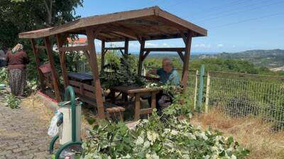 Zonguldak’ın Alaplı ilçesinde, sağlık açısından birçok faydası olduğu bilinen ıhlamur
