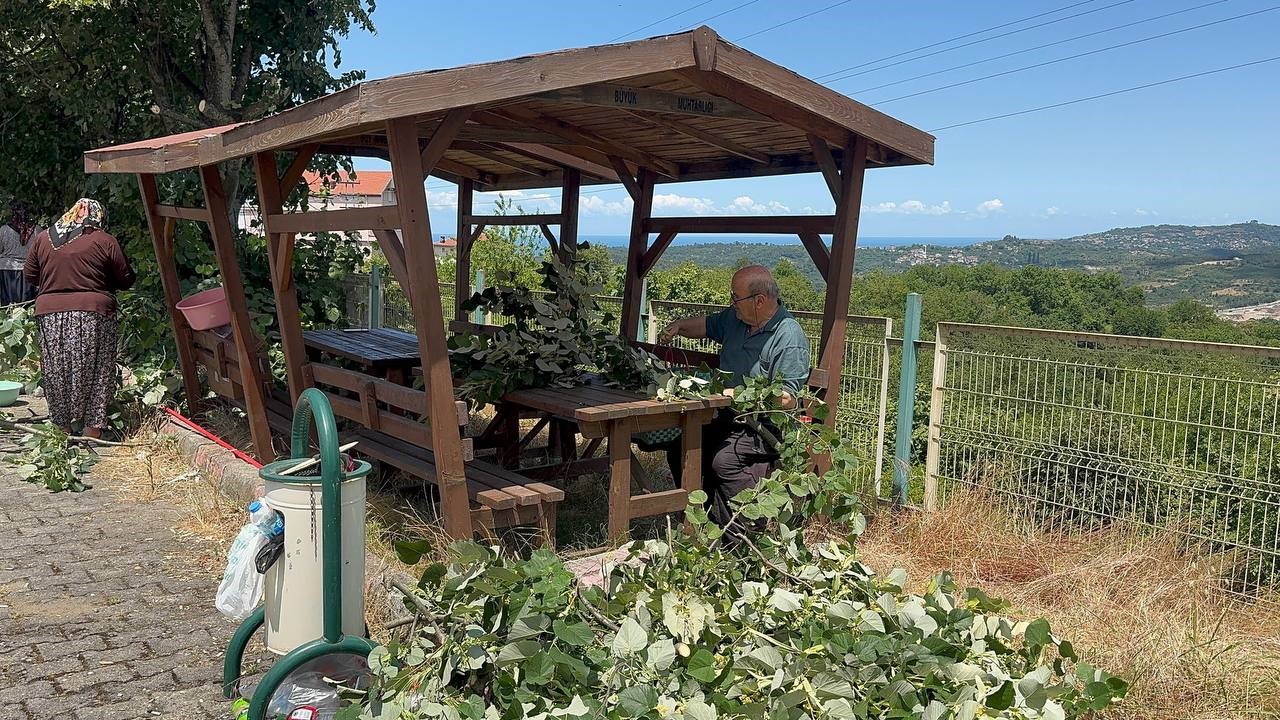 Zonguldak’ın Alaplı ilçesinde, sağlık açısından birçok faydası olduğu bilinen ıhlamur
