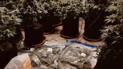 İZMİR (AA) – İzmir’in Bornova ilçesinde evinin odasında kurduğu sera