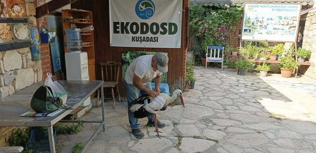 Aydın’ın Söke ilçesine bağlı Kisir Mahallesi’nde bir leyleğin yaralı halde