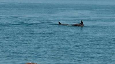 Ordu’nun Ünye ilçesinde balık sürülerinin peşine düşen yunuslar, sahil kıyısında