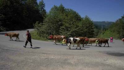 Karadeniz’in köklü geleneklerinden biri olan yayla göçü, Trabzon’un Şalpazarı ilçesindeki