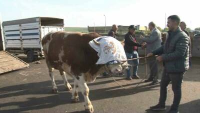Kurban Bayramı’na sayılı günler kalırken, canlı hayvan pazarlarında hareketlilik sürüyor.