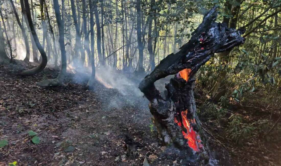 Düzce’nin Çilimli ilçesinde akşam saatlerinde başlayan orman yangınında 10 dönümlük