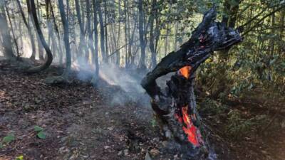 Düzce’nin Çilimli ilçesinde akşam saatlerinde başlayan orman yangınında 10 dönümlük
