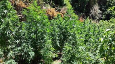 Osmaniye’nin Sumbas ilçesinde jandarma ekiplerince yapılan çalışmada 50 kök kenevir