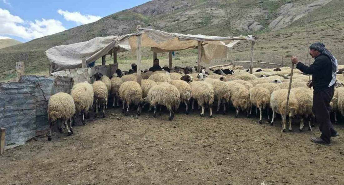Van’ın İpekyolu ilçesinde yaşayan Taşdemir ailesi, kiraladıkları yaylada hayvancılık yaparak