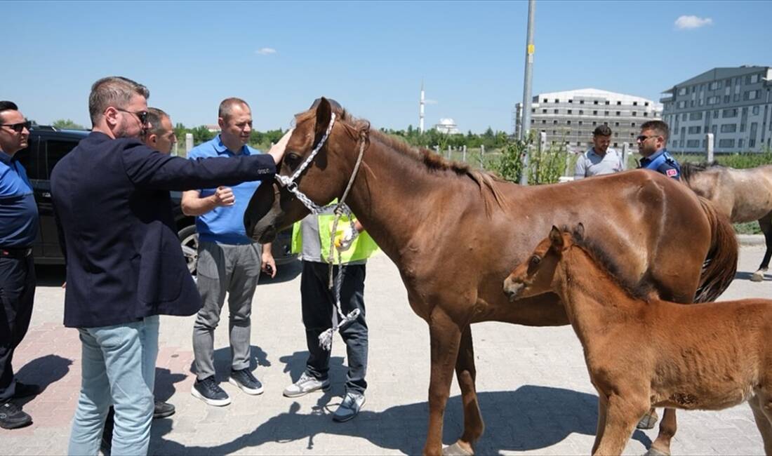 KIRKLARELİ (AA) – Kırklareli Belediyesince kent merkezinde başıboş dolaşan atlar