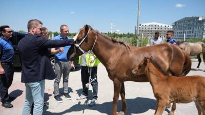 KIRKLARELİ (AA) – Kırklareli Belediyesince kent merkezinde başıboş dolaşan atlar