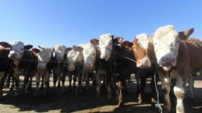 Tarım ve Orman Bakanlığı ile Tarım İşletmeleri Genel Müdürlüğü (TİGEM)