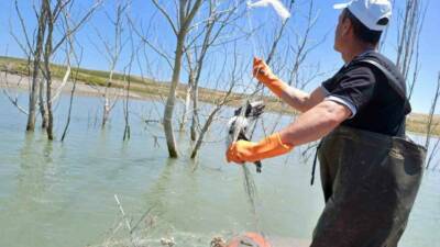 Çorum’un Alaca ilçesindeki Koçhisar Barajı’nda denetim yapan Tarım ve Orman