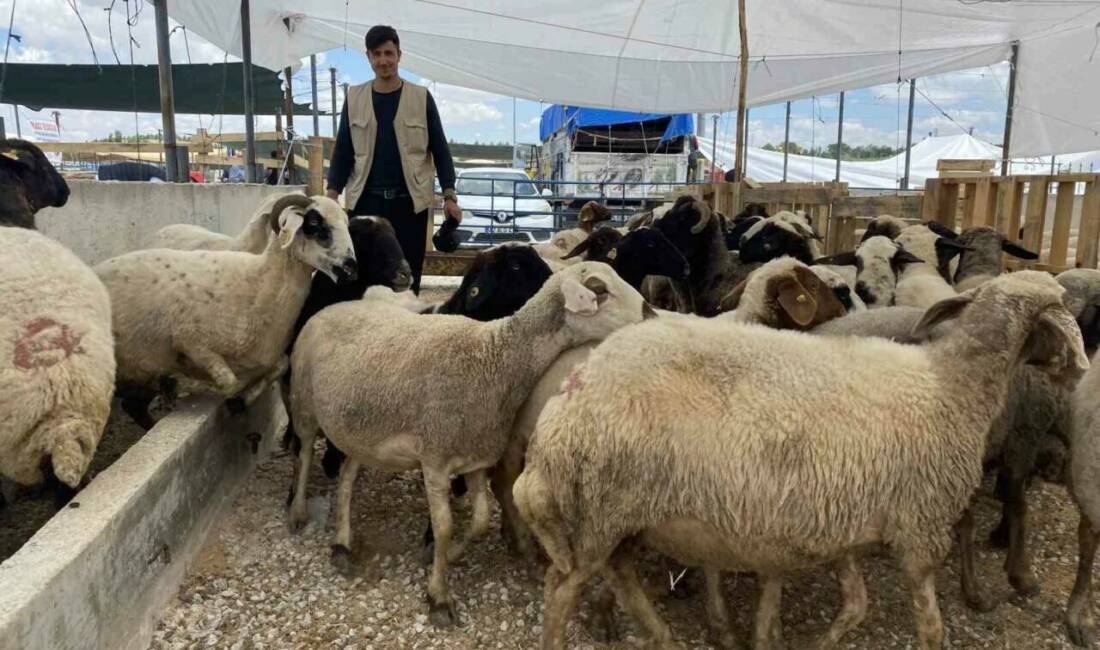 Konya’da kurban satıcıları, bayram öncesinde işlerinde sakinlik olduğunu ifade ederken,