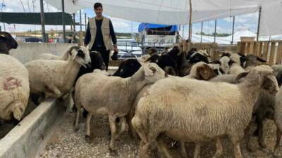 Konya’da kurban satıcıları, bayram öncesinde işlerinde sakinlik olduğunu ifade ederken,