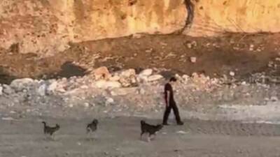 Mardin’in Artuklu ilçesinde bir kişinin kendisine saldırmaya çalışan köpeklere aldırış