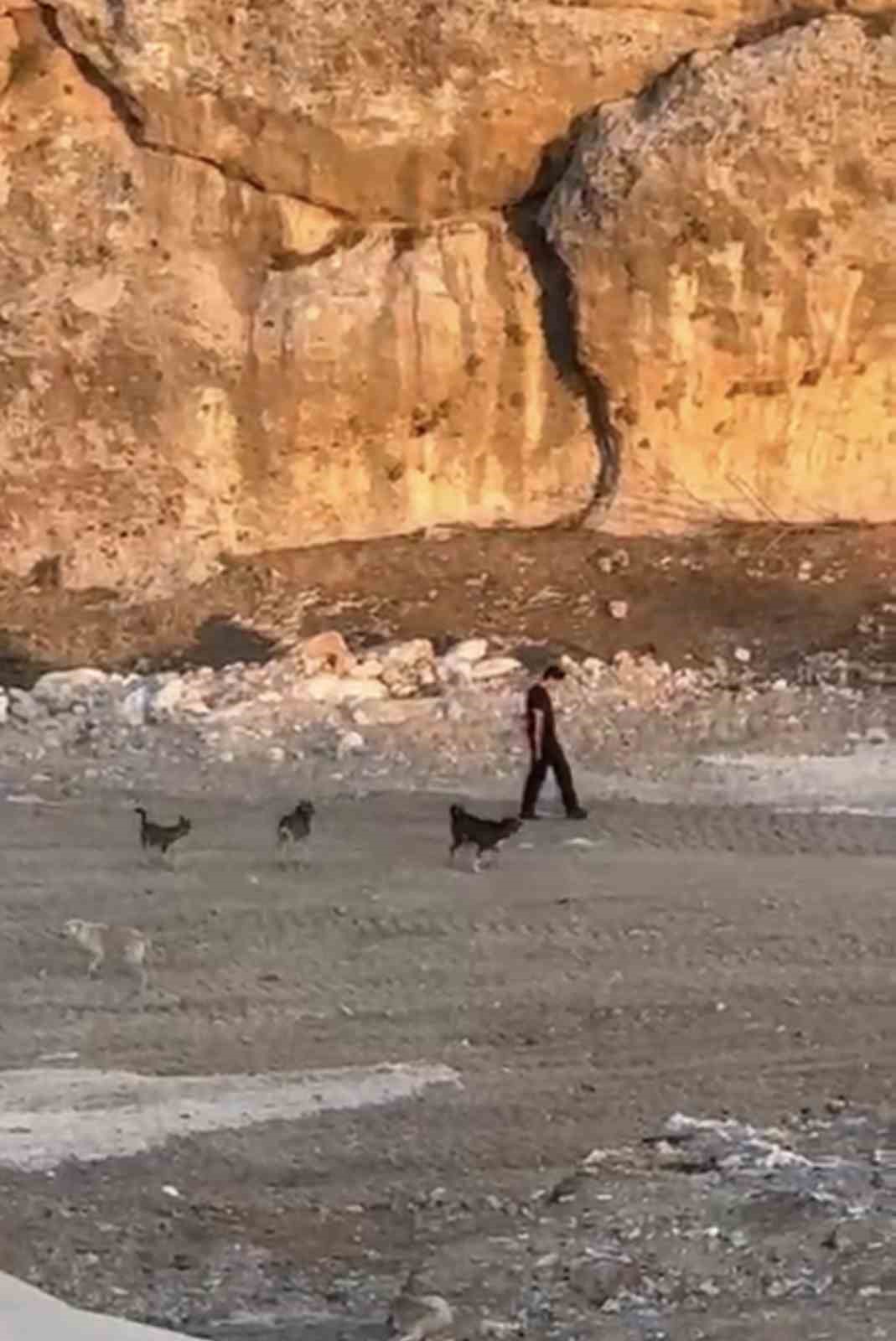 Mardin’in Artuklu ilçesinde bir kişinin kendisine saldırmaya çalışan köpeklere aldırış