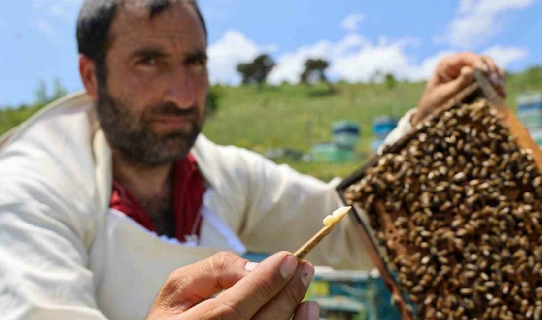 Arı kovanlarında sadece kraliçe arı için ayrılan arı sütü, yıllar