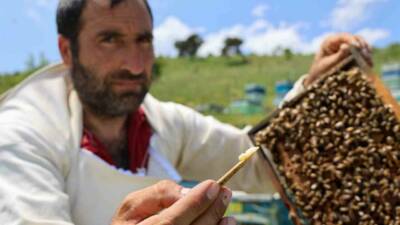 Arı kovanlarında sadece kraliçe arı için ayrılan arı sütü, yıllar