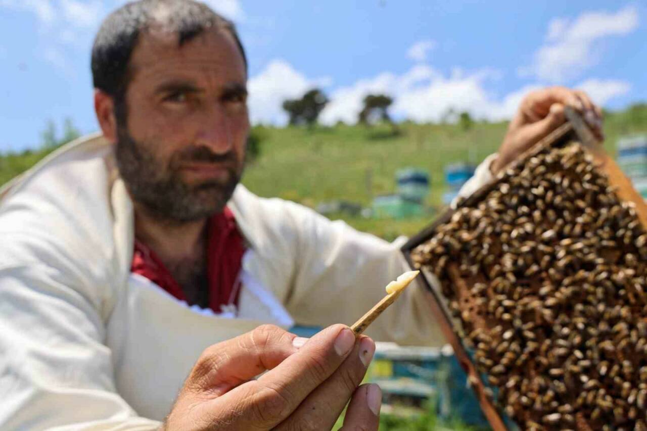 Arı kovanlarında sadece kraliçe arı için ayrılan arı sütü, yıllar