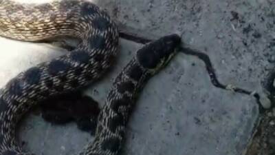 Erzincan’ın Tercan ilçesine bağlı Küllüce köyünde kümesteki yumurtaları yiyen yılanı