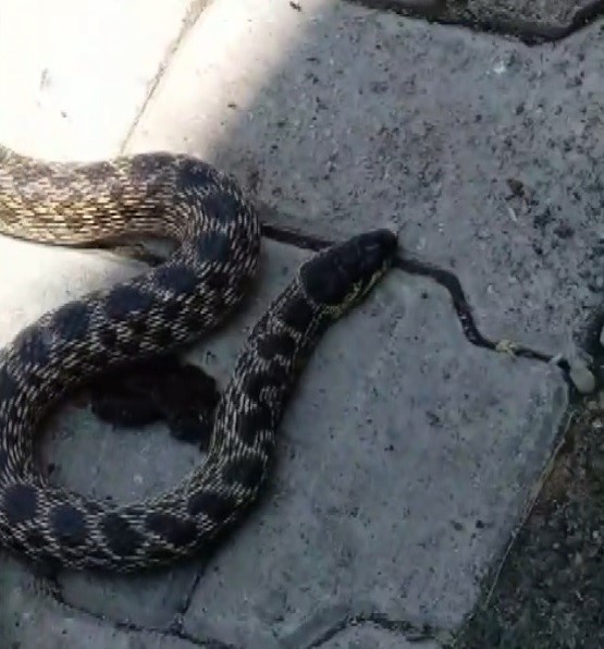 Erzincan’ın Tercan ilçesine bağlı Küllüce köyünde kümesteki yumurtaları yiyen yılanı