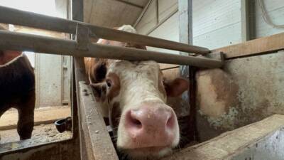 DÜZCE (İHA) – Kurban Bayramına sayılı gönler kala haraketlilik sürüyor.