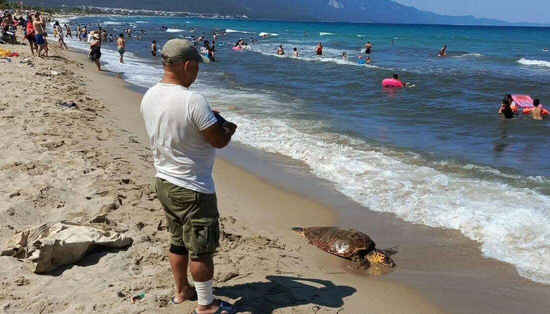 Aydın’ın Kuşadası ilçesinde Sevgi Plajı’nda kumsalda hareketsiz yatan bir deniz