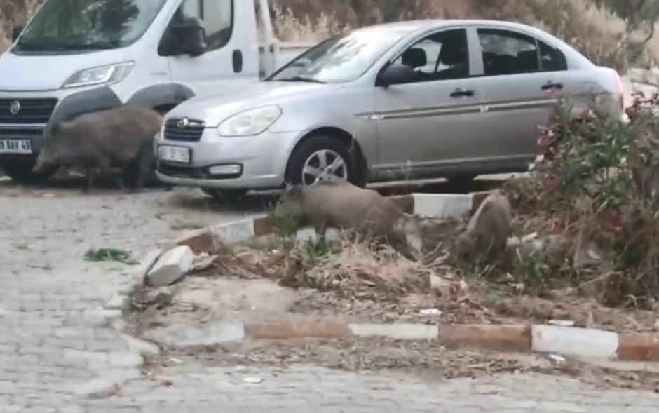 Aydın’ın Kuşadası ilçesinde onlarca domuz sokaklarda yiyecek ararken görüntülendi. Aydın’ın