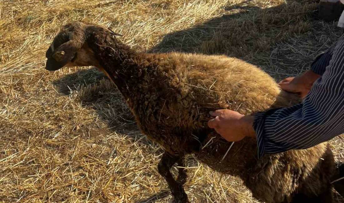Mardin’in Kızıltepe ilçesinde kuyuya düşen koyun, itfaiye ekiplerinin müdahalesiyle kurtarıldı.