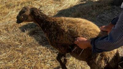 Mardin’in Kızıltepe ilçesinde kuyuya düşen koyun, itfaiye ekiplerinin müdahalesiyle kurtarıldı.