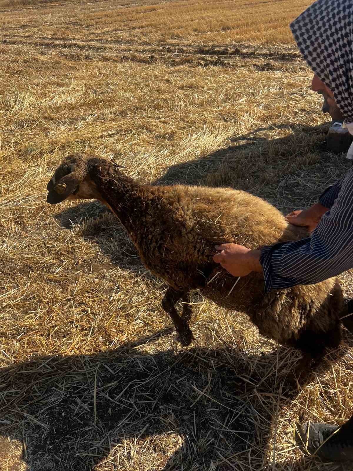 Mardin’in Kızıltepe ilçesinde kuyuya düşen koyun, itfaiye ekiplerinin müdahalesiyle kurtarıldı.