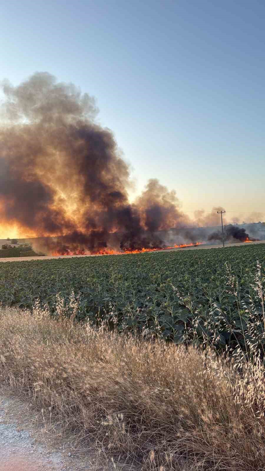 Kırklareli’nin Lüleburgaz ilçesinde çıkan yangında, yaklaşık 40 dönümlük tarlada hasadı