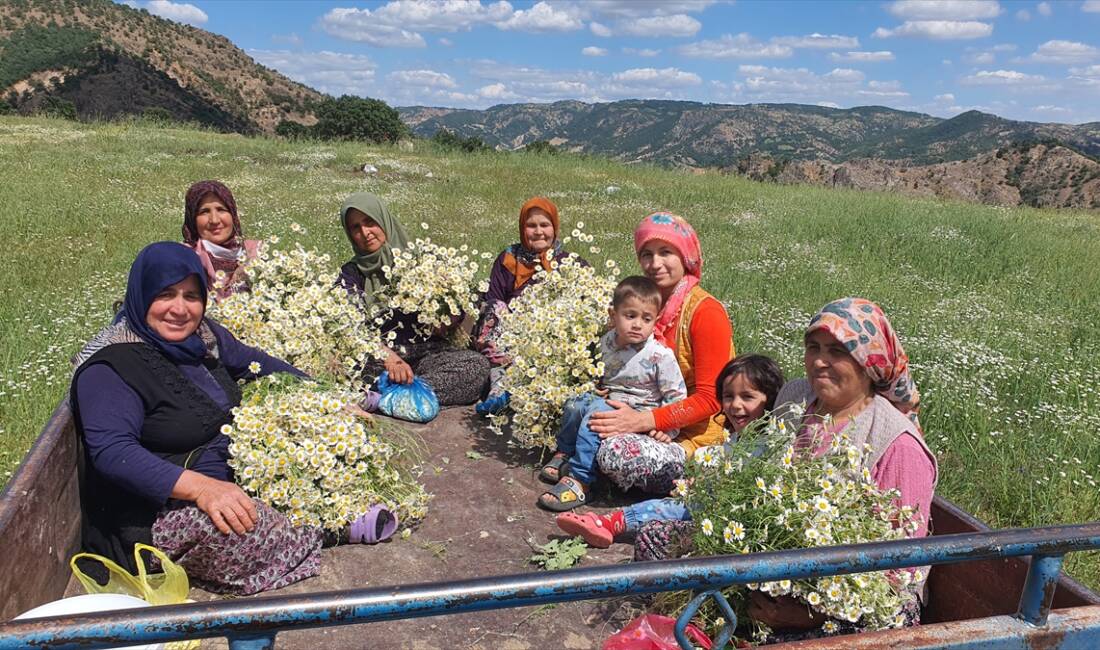 - Demirci ilçesinin kırsal mahallelerinde yaşayan kadınlar tarafından toplanan papatyalar;