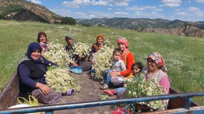 - Demirci ilçesinin kırsal mahallelerinde yaşayan kadınlar tarafından toplanan papatyalar;