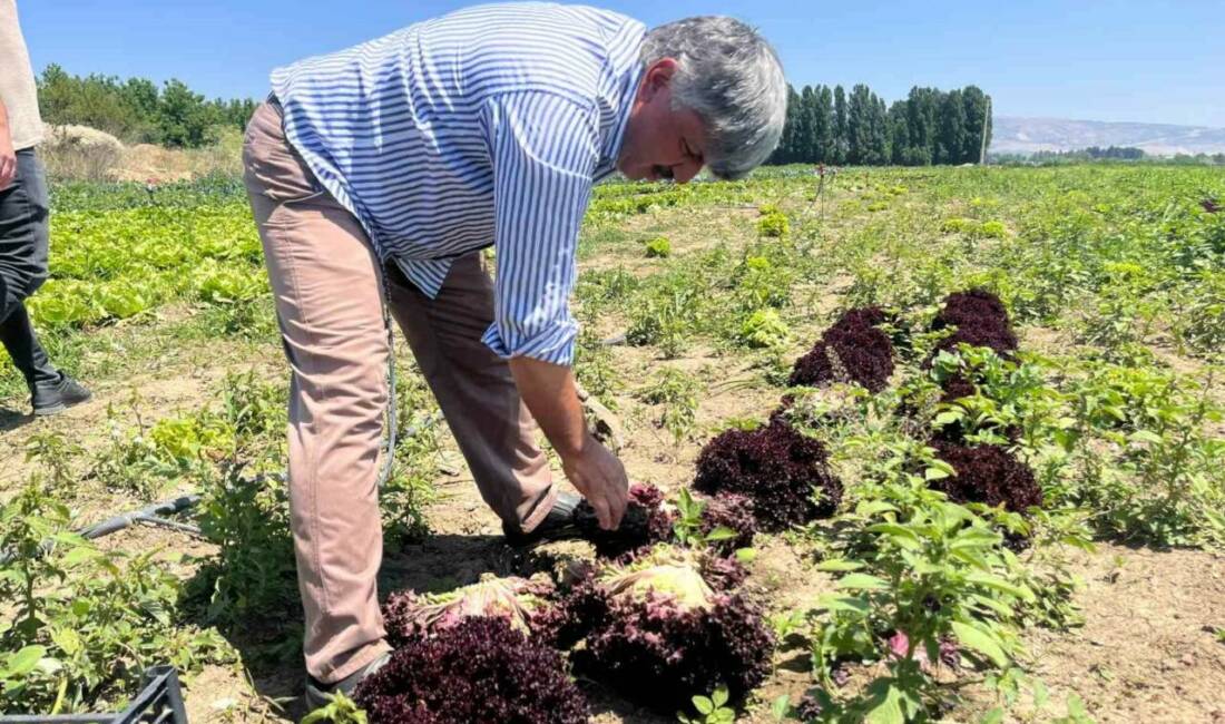 Eskişehir Yeşil Sakarya Üreticiler Birliği Başkanı Süleyman Buluşan, tarlada 3