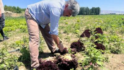 Eskişehir Yeşil Sakarya Üreticiler Birliği Başkanı Süleyman Buluşan, tarlada 3
