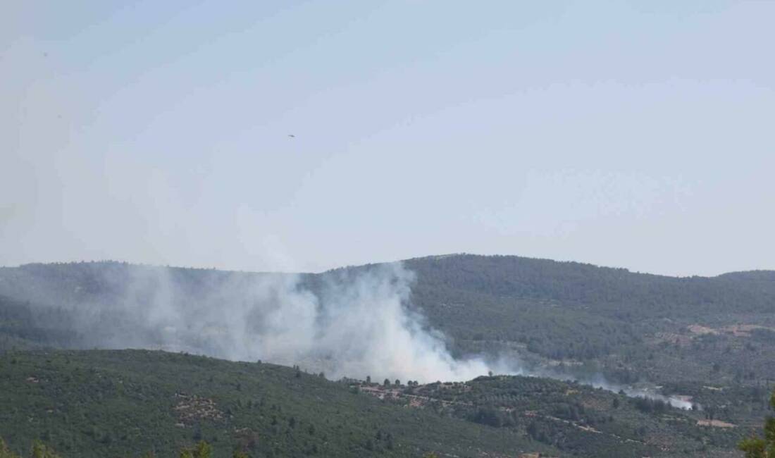 Muğla’nın Menteşesinde zeytinlik alanda çıkan yangın, ekiplerin havadan ve karadan