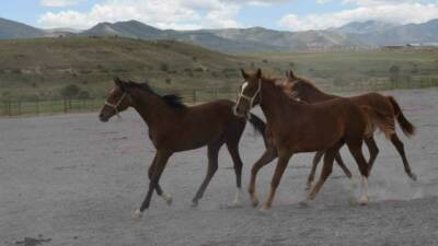 Malatya’nın Akçadağ ilçesinde bulunan Sultansuyu Tarım İşletmesi’nde yetiştirilen ünlü Arap