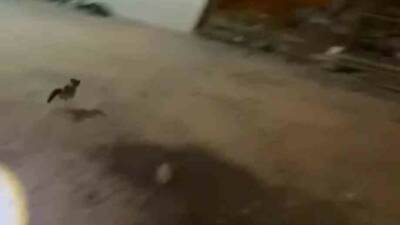 Mardin’in Nusaybin ilçesinde şehir içi minibüsün motor bölümüne giren kedi,