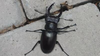 Denizli’nin Tavas ilçesinde nesli tükenme tehlikesi altında bulunan geyik böceği