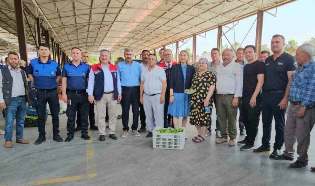 Aydın’ın Nazilli ilçesinde, incir üretiminin en kritik aşamalarından biri olan
